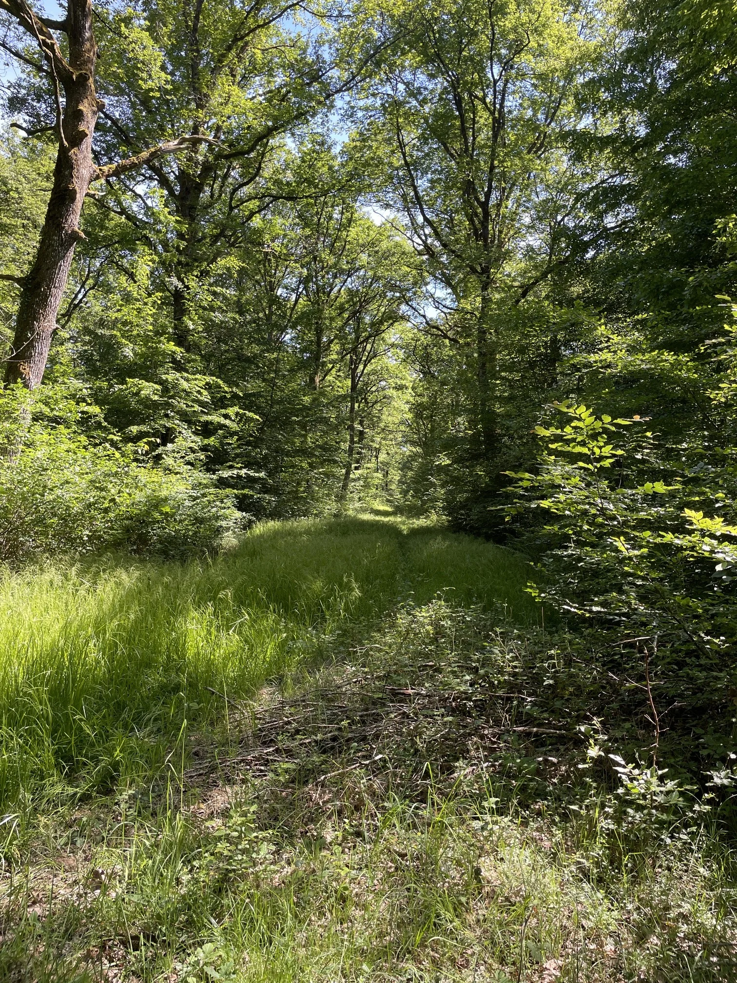 Image15